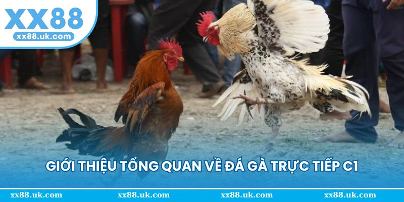 Sức hút đá gà thomo trong mỗi trận đấu