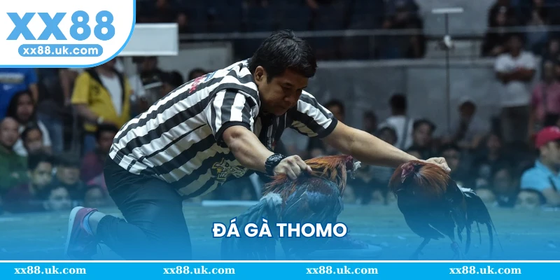 đá gà thomo